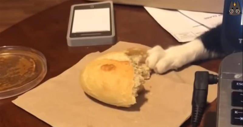 YouTube.com/Neko Watch